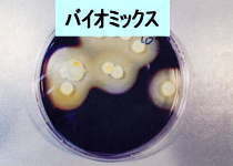 バチルス菌の写真