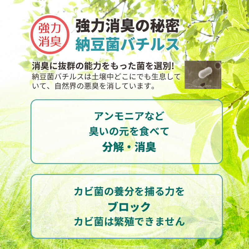 強力消臭の秘密　納豆菌バチルス