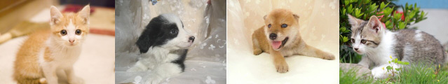 いぬ・ねこの写真